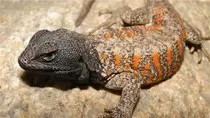 lizard.jpg