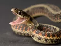snake.jpg