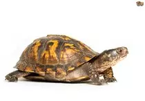 turtle.jpg