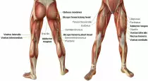 leg-muscles-front-back.jpg