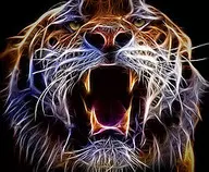 images/tiger.jpg