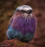 test/images/smallbird.jpg