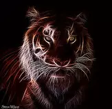 test/images/tiger2.jpg