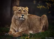 test/images/tiger3.jpg