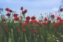 EjOb. 3 /resources/pexels-photo-112764.jpeg