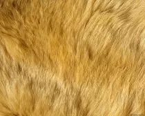 imagens/sherst.jpg