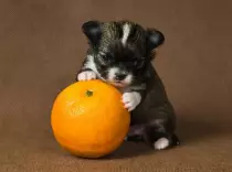 ollie.jpg