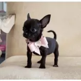 puppy.jpg