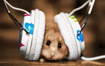 4k Music Ham.jpg