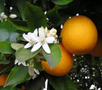 img/orange_ref.png