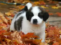 lovedogs.jpg