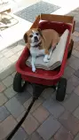 Final+Project/wagonchillin.jpg