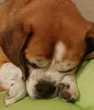 patches.jpg