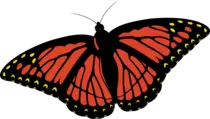 mariposa.png