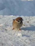 images/sparrow.jpg