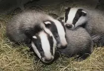 baby badgers.jpg