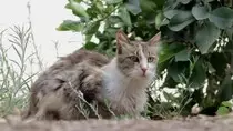modulo2/img/gato.jpg