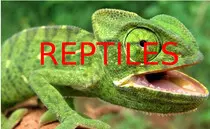 Reptiles.jpg