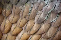 plumas.jpg