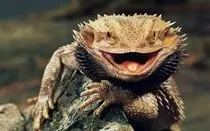 reptiles2.jpeg