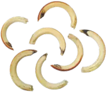 beaverteethsm.png
