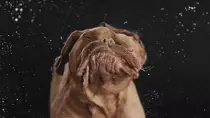 giphy (3).gif