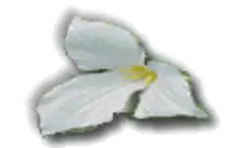 Trillium/images/trilliumfoot.gif