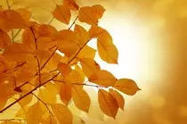 images/autumn-background-1380640829ckG.jpg
