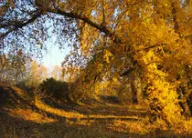 images/autumn-landscape-1319434162USU.jpg