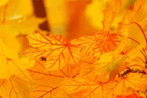 images/bright-yellow-leaves.jpg
