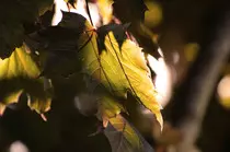 images/leaf-960px.jpg