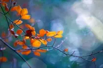 images/leaves-1463771622ZRk.jpg