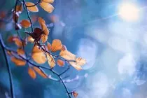 images/leaves-1463771720fju.jpg