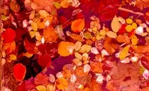 images/red-leaves-background-1454252979ddW.jpg