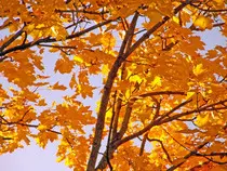 images/yellow-maple-leaves-1302534563Yzn.jpg