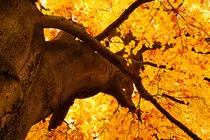images/yellow-tree-in-autumn.jpg