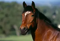 nice horse.jpg