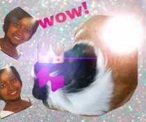 olympia goddess of guinea pigs.jpg