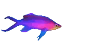 images/pez.gif