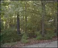 Woods.jpg