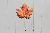 img/leaf.jpg