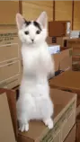 cat gif.gif