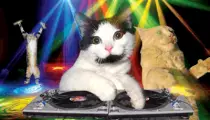 videos/Cat-party.gif