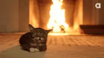 videos/cat.gif