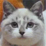 cat.gif