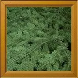 images/bgs/Forest.jpg
