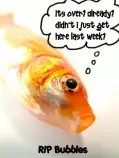 Dead-Goldfish.jpg
