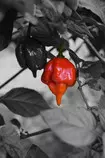 redpepper.jpg