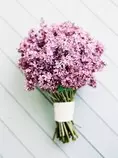 images/purple_flowers.jpg