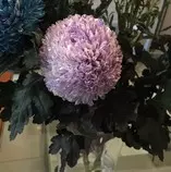 reviewFlower/CNY_flower.jpg